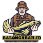 balongabah.id